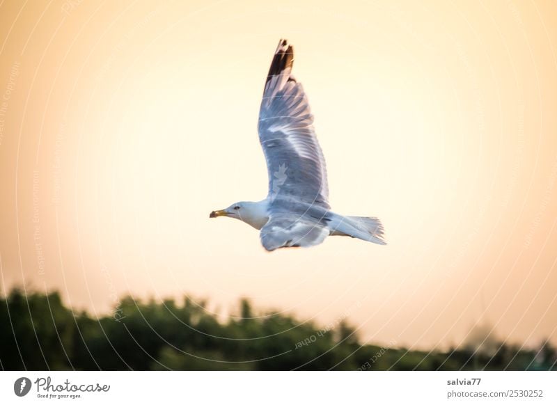 Rundflug Natur Himmel Küste See Tier Vogel Möwe Silbermöwe Ornithologie 1 fliegen elegant Geschwindigkeit Horizont Leichtigkeit Mobilität Ziel Freiheit frei