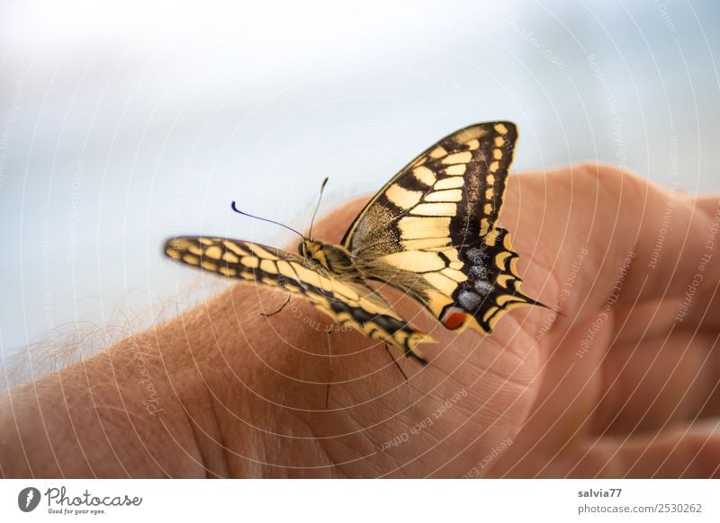 gleich hebt er ab! Hand Natur Tier Wildtier Schmetterling Flügel Insekt Schwalbenschwanz 1 berühren ästhetisch schön Vertrauen Tierliebe Leichtigkeit Farbfoto