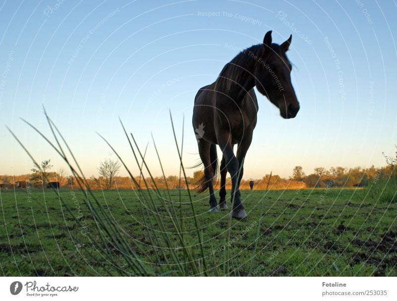 ankommen Umwelt Natur Pflanze Tier Urelemente Erde Himmel Wolkenloser Himmel Herbst Gras Wiese Pferd Fell 1 groß nah natürlich Farbfoto Gedeckte Farben