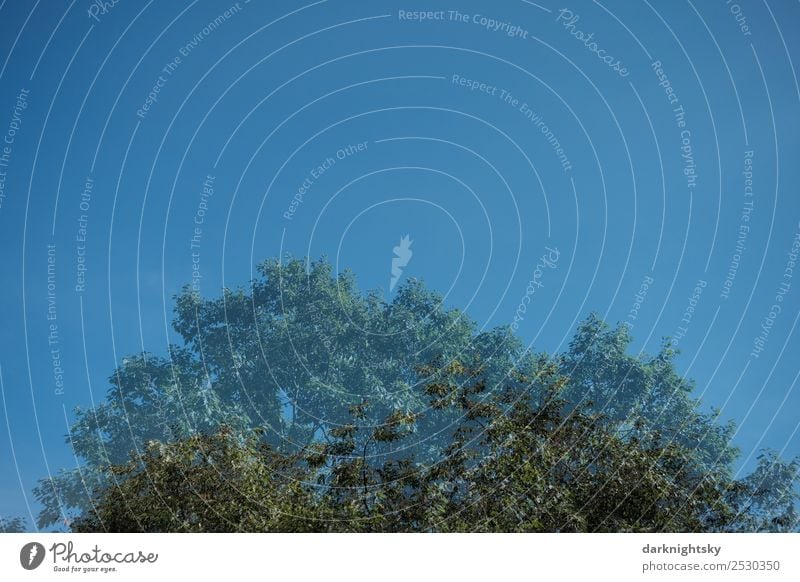 Baum Linde Sommer doppelt gesehen Umwelt Natur Pflanze Urelemente Himmel Wolkenloser Himmel Sonnenlicht Klima Klimawandel Grünpflanze Tilia Tilia cordata Park