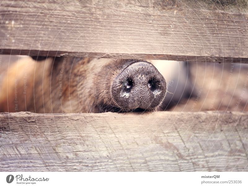 Reinschnuppern. Park ästhetisch Nase Nasenloch Nasenbär Nasenspitze Nasenhaar Geruch Gehege Schwein Schweinerei Schweinekopf Schweinschnauze Schwein gehabt