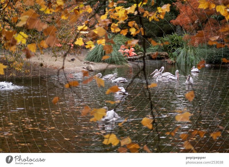 Herbstidylle Freizeit & Hobby Ausflug Umwelt Natur Landschaft Pflanze Tier Wasser Schönes Wetter Baum Blatt Garten Park Wildtier Vogel Flamingo Zoo Tiergruppe