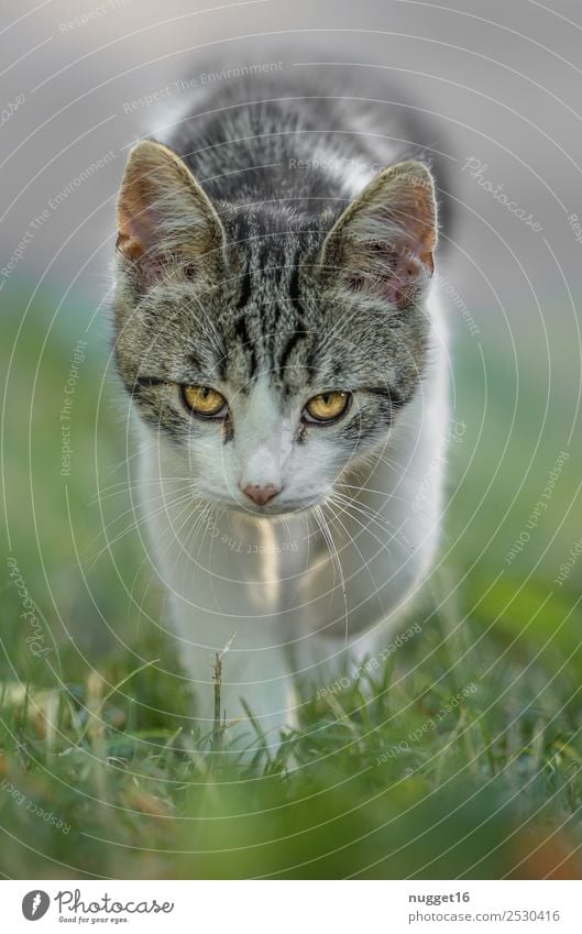 Ich will doch nur spielen ... Umwelt Natur Tier Sonnenlicht Frühling Sommer Herbst Schönes Wetter Gras Garten Park Wiese Haustier Katze Tiergesicht Fell Krallen