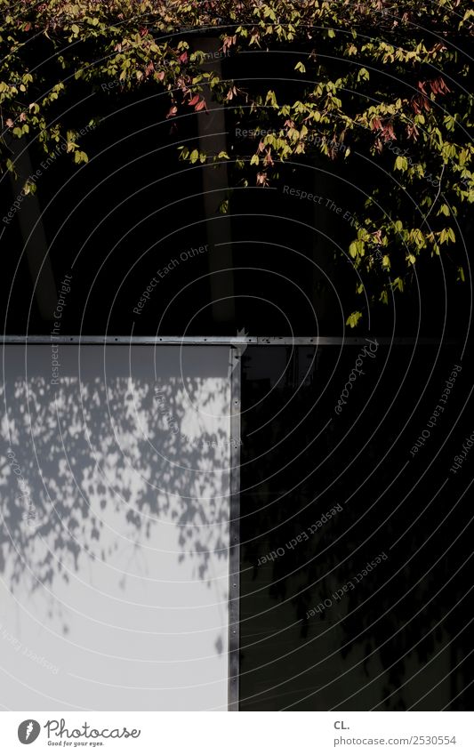 blätter Natur Herbst Schönes Wetter Pflanze Baum Blatt Menschenleer Haus Mauer Wand dunkel Stadt Farbfoto Außenaufnahme abstrakt Muster Textfreiraum rechts