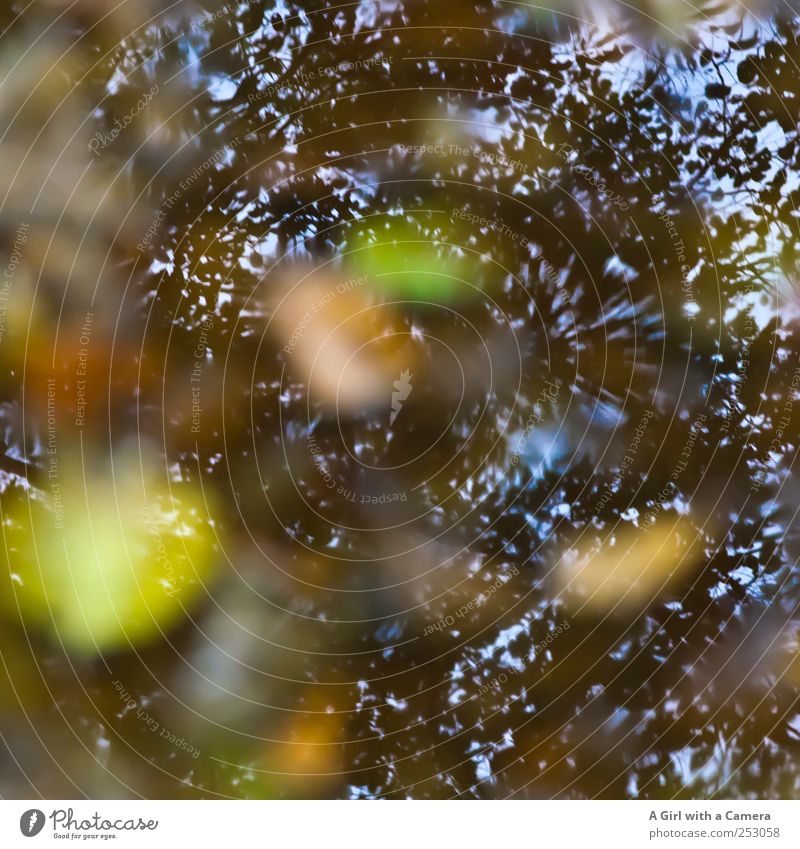 below Umwelt Natur Pflanze Himmel Herbst Schönes Wetter Baum Blatt Wald einfach nass natürlich weich Im Wasser treiben Schweben mehrfarbig herbstlich Silhouette