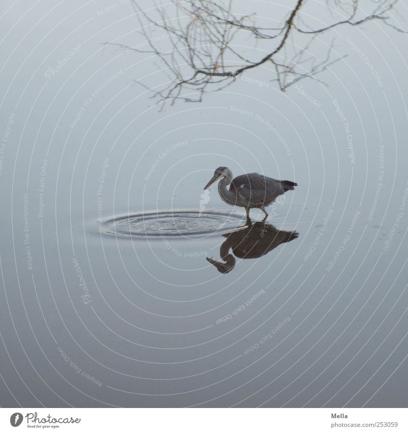 Und geschnappt Umwelt Natur Tier Wasser Wellen Teich See Vogel Reiher Graureiher 1 fangen Fressen Jagd natürlich blau Ast fischen Farbfoto Außenaufnahme