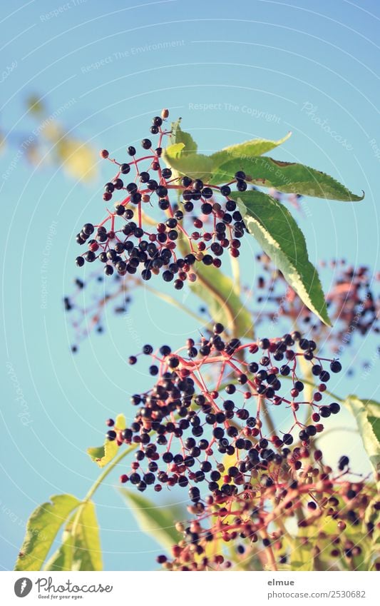 Holunder Lebensmittel Frucht Bioprodukte Vegetarische Ernährung Natur Pflanze Sommer Herbst Schönes Wetter Wildpflanze Holunderbusch Holunderbeeren Holder