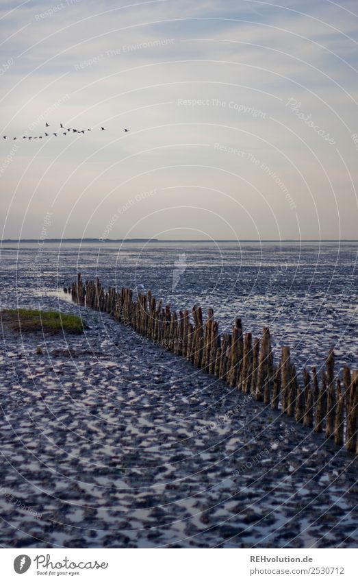 Wattenmeer Ferien & Urlaub & Reisen Sommer Sommerurlaub Sonnenuntergang Strand Nordsee Meer Farbfoto Wellenbrecher Ebbe Himmel Vögel weite Horizont Ferne