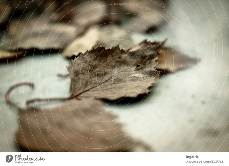 Nochmal Herbst Natur Pflanze Blatt dehydrieren trocken braun grau Stimmung Vergänglichkeit Birkenblätter Herbstlaub Herbstfärbung herbstlich welk Außenaufnahme