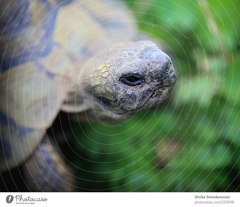 Kopf heben Tier Sommer Gras Wiese Haustier Wildtier Tiergesicht Schuppen Schildkröte Griechische Landschildkröte Reptil Schildkrötenpanzer Panzer 1 beobachten