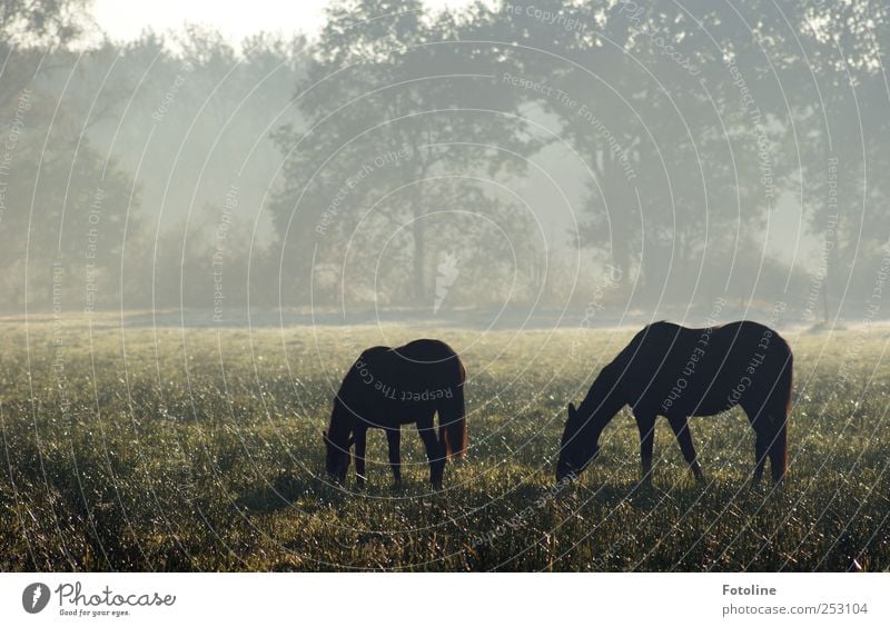 Morgenidylle Umwelt Natur Pflanze Tier Herbst Nebel Baum Gras Wiese Pferd Coolness kalt natürlich grau schwarz Weide Farbfoto Gedeckte Farben Außenaufnahme