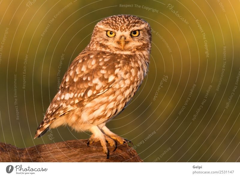 Kleine Eule auf einem Baumstamm in der Natur Landschaft Tier Blume Wiese Vogel stehen klein natürlich niedlich wild braun weiß Waldohreule Tierwelt Feder