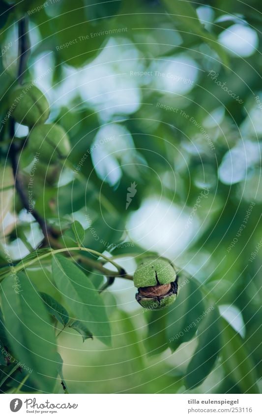 nussig. Natur Baum Blatt natürlich grün Walnuss Walnussblatt Hülle Zweige u. Äste Unschärfe Pflanze Farbfoto Außenaufnahme