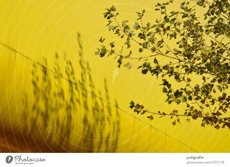 Litauen Umwelt Natur Pflanze Baum Hannover Bauwerk Gebäude Architektur natürlich gelb Farbfoto Außenaufnahme Menschenleer Licht Schatten