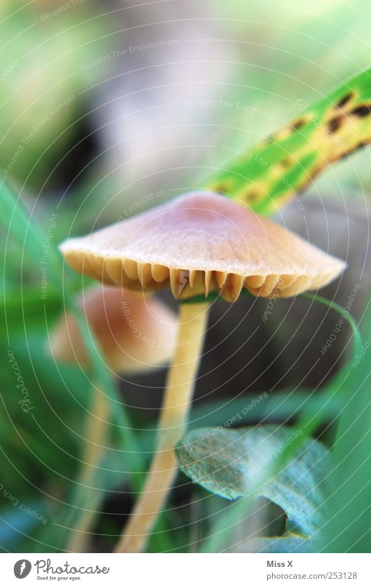 Pilzlein Umwelt Natur Herbst Pflanze Gras Blatt Wiese Wachstum klein Farbfoto mehrfarbig Makroaufnahme Menschenleer Schwache Tiefenschärfe