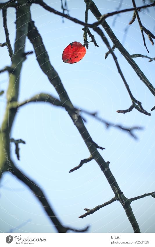 allein unter Zweigen... ruhig Meditation Ferien & Urlaub & Reisen Tourismus Umwelt Natur Himmel Herbst Winter Klima Pflanze Baum Blatt Garten kalt blau sparsam