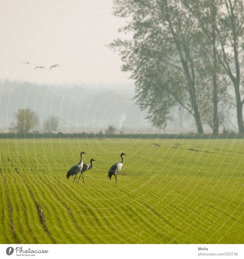 [Linum 1.0] Kranichtreffen Umwelt Natur Landschaft Tier Baum Feld Vogel 3 gehen stehen frei hell natürlich Freiheit Zugvogel Farbfoto Außenaufnahme Menschenleer