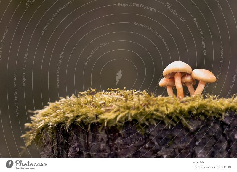 Es ist angerichtet Natur Herbst Baum Moos Wildpflanze Holz Pilze Zusammensein natürlich wild braun gelb grün Wachsamkeit Leben