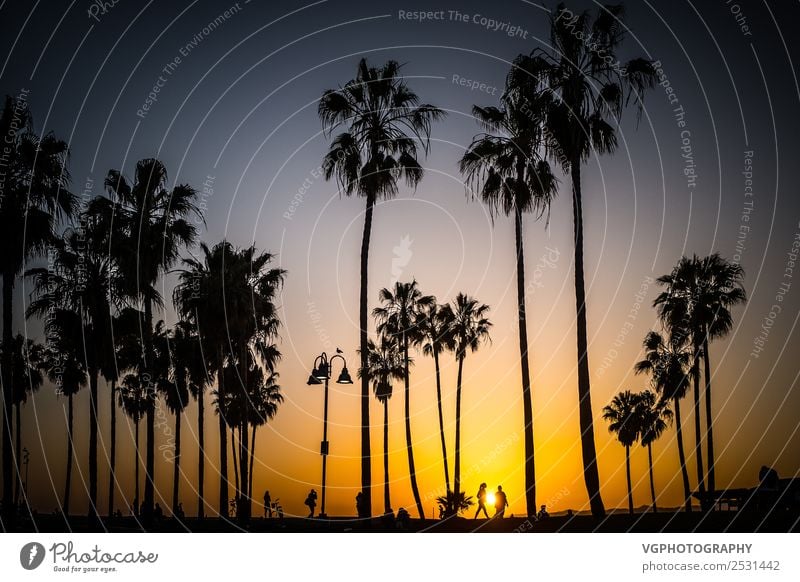 Sonnenuntergang in Venedig Ferien & Urlaub & Reisen Himmel Sonnenaufgang Frühling Schönes Wetter Blitze Wärme Baum Palme Park Küste Strand Stadt bevölkert Platz