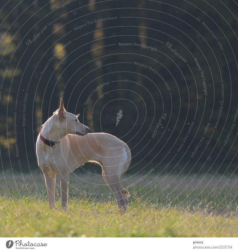 schlank Tier Park Wiese Haustier Hund 1 stehen grau grün Blick Mischling dünn Farbfoto Außenaufnahme Menschenleer Textfreiraum rechts Abend