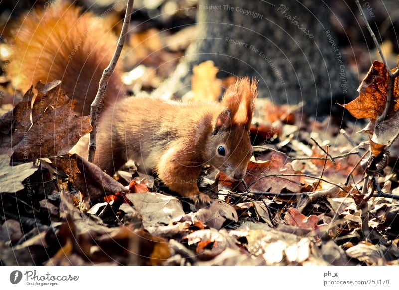 Squirr Natur Baum Blatt Wald Tier Wildtier Tiergesicht Krallen Eichhörnchen Schwanz 1 beobachten entdecken krabbeln braun Farbfoto Außenaufnahme Menschenleer