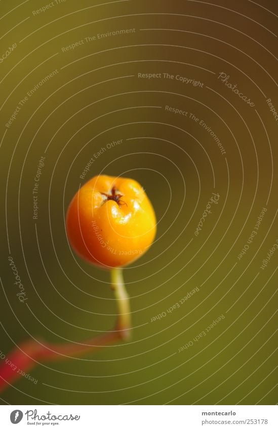 Orange Umwelt Natur Pflanze Sonne Herbst Schönes Wetter Sträucher Grünpflanze Wildpflanze Beeren Park ästhetisch braun grün Farbfoto Außenaufnahme Nahaufnahme