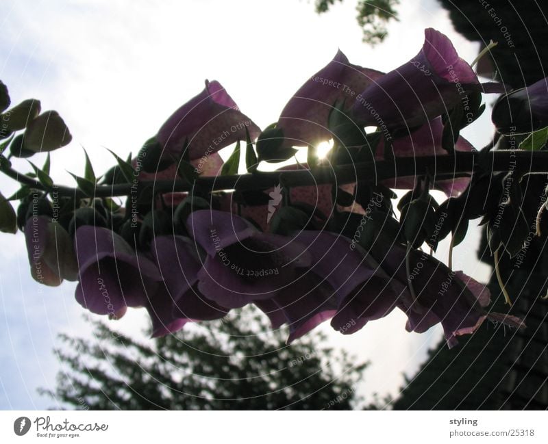 Schatten? Blume Blüte Gegenlicht Licht dunkel im schatten Lichterscheinung Beleuchtung