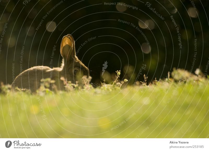 I'm watching you Natur Gras Tier Haustier Wildtier Hase & Kaninchen 1 beobachten entdecken glänzend sitzen Neugier braun grün schwarz Idylle Farbfoto