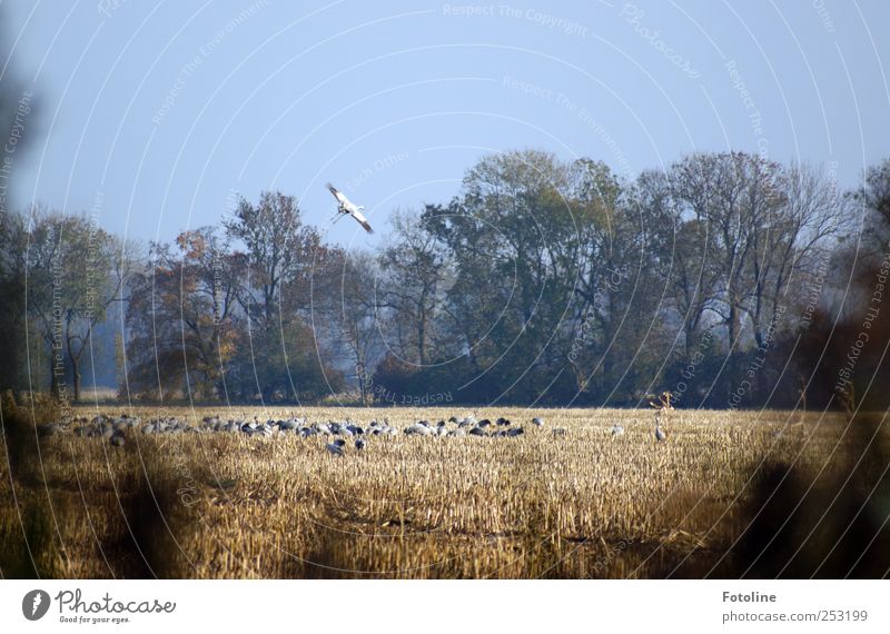 [Linum 1.0] Kranichsammelstelle Umwelt Natur Pflanze Tier Himmel Wolkenloser Himmel Herbst Baum Feld Wildtier Vogel Flügel Schwarm natürlich fliegen Farbfoto