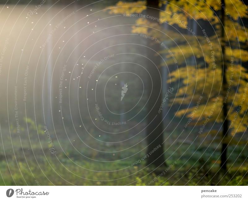 abschiedstanz Natur Pflanze Sonnenlicht Herbst Wald Glück Warmherzigkeit Romantik Vergänglichkeit Stechmücke Mückentanz Abschied Bokina Abschiedstanz