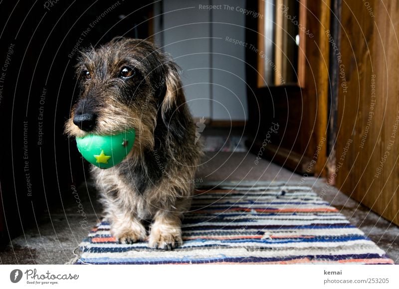 Wurzi und der Ball Spielen Innenarchitektur Dekoration & Verzierung Teppich Tür Tier Haustier Hund Tiergesicht Fell Pfote Dackel Rauhaardackel Maul 1 Gummiball