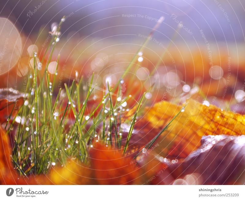 sunshine fills my hair and dreams hang in the air Natur Erde Wassertropfen Herbst Blatt Garten Wiese glänzend mehrfarbig ruhig Beginn Lebensfreude Halm Tau