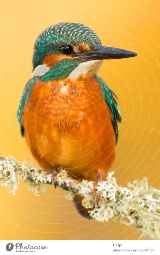 Eisvogel sitzt auf einem Ast in seinem natürlichen Lebensraum. exotisch schön Erwachsene Umwelt Natur Tier Park Vogel beobachten wild blau grün weiß Farbe