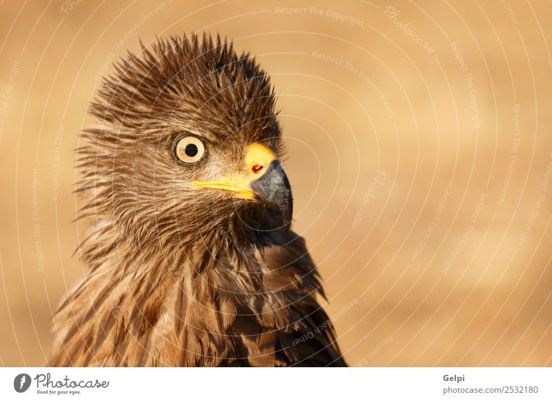 Erstaunliches Porträt eines verängstigten Drachens. elegant schön Freiheit Natur Tier Vogel Flügel niedlich wild weiß Feder Milan Schnabel sonnig Beute