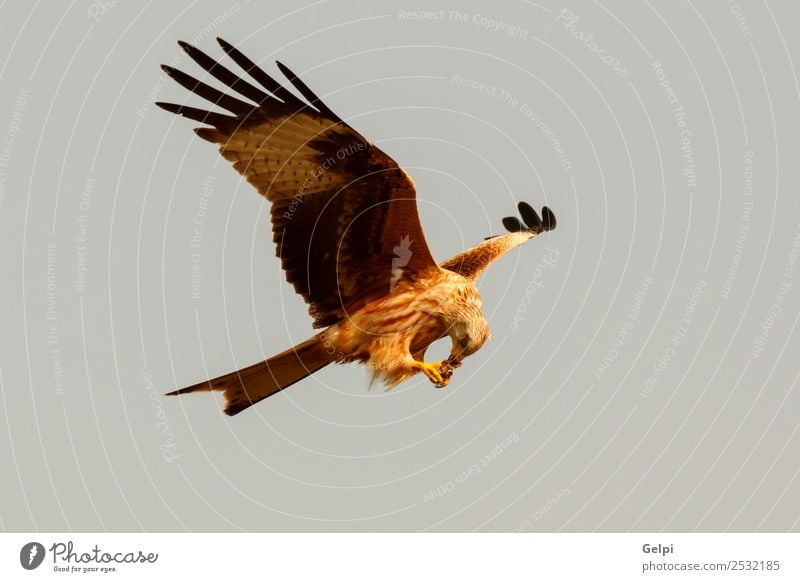 Fantastischer Raubvogel auf dem Flug mit dem Himmel im Hintergrund Natur Tier Vogel Flügel fliegen Geschwindigkeit wild blau gold weiß Tierwelt Raptor Raubtier