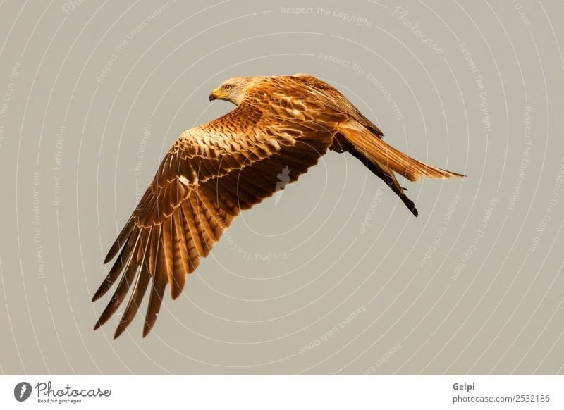 Fantastischer Raubvogel auf dem Flug mit dem Himmel im Hintergrund Natur Tier Vogel Flügel fliegen Geschwindigkeit wild blau gold weiß Tierwelt Raptor Raubtier