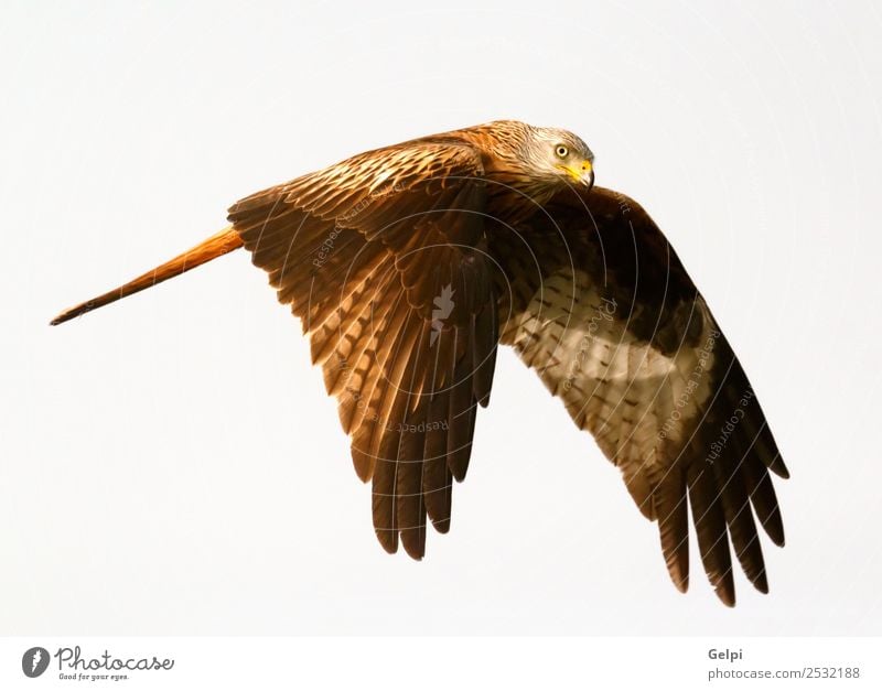 Fantastischer Raubvogel auf dem Flug mit dem Himmel im Hintergrund Natur Tier Vogel Flügel fliegen Geschwindigkeit wild blau gold weiß Tierwelt Raptor Raubtier