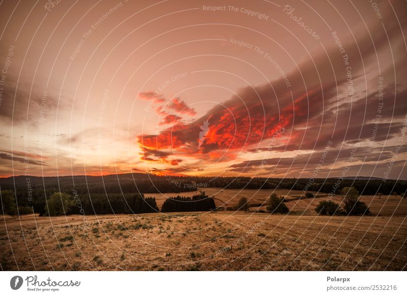 Erstaunlicher Sonnenuntergang über trockenen Ebenen mit Pinienbäumen schön Ferien & Urlaub & Reisen Sommer Garten Umwelt Natur Landschaft Himmel Horizont Herbst