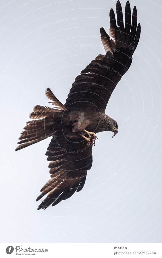 Fleischfresser Tier Wildtier Vogel 1 fliegen Fressen authentisch wild blau braun Appetit & Hunger Beute Milan Greifvogel Farbfoto Gedeckte Farben Außenaufnahme