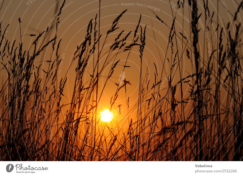 Gräser mit Abendsonne Sonne Natur Wolkenloser Himmel Sonnenaufgang Sonnenuntergang Sonnenlicht Sommer Pflanze Gras Wiese Gefühle Romantik Abenddämmerung