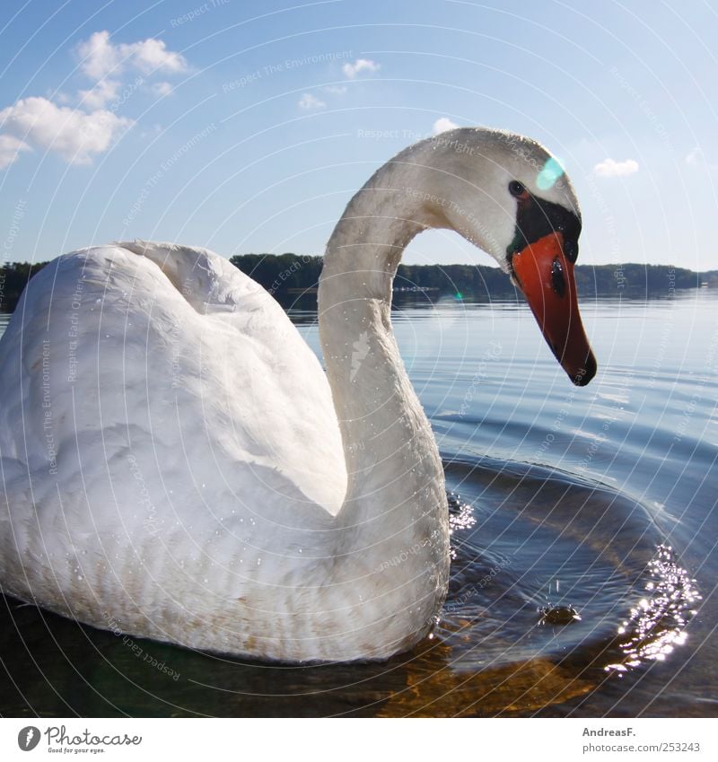 Schwanensee Umwelt Natur Landschaft Tier Wasser Himmel Sonne Sommer Herbst Park Seeufer Flussufer Vogel 1 Schwimmen & Baden Idylle Farbfoto mehrfarbig