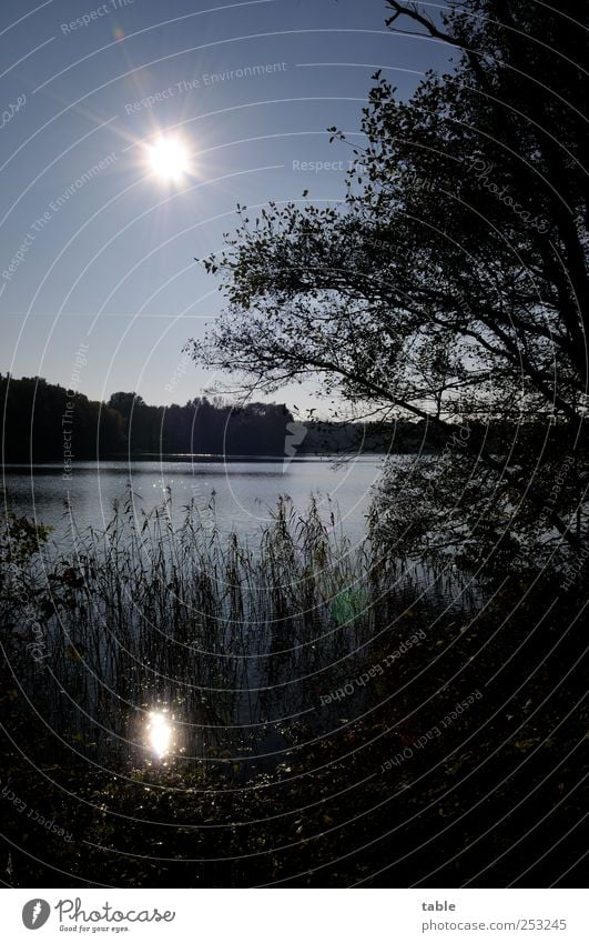 Lichtblick Ferien & Urlaub & Reisen Ferne Umwelt Natur Landschaft Pflanze Urelemente Luft Wasser Himmel Wolkenloser Himmel Sommer Herbst Schönes Wetter Baum