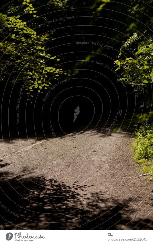 dunkler weg Umwelt Natur Urelemente Erde Sonnenlicht Sommer Klima Wetter Schönes Wetter Wärme Baum Sträucher Wald dunkel Zukunftsangst bedrohlich geheimnisvoll