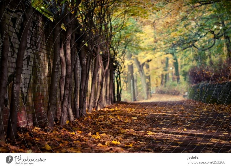 Der Weg Umwelt Natur Landschaft Pflanze gelb gold Wege & Pfade Mauer Baum Herbst herbstlich Herbstlaub schlachtensee mehrfarbig Herbstfärbung ruhig Einsamkeit