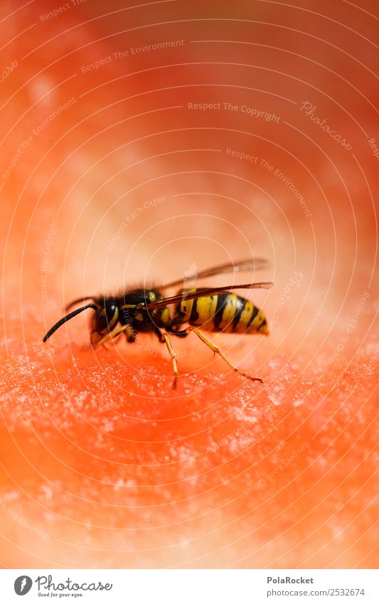 #A# kann schlecht sehen Kunst Kunstwerk ästhetisch Wespen Insekt Insektenstich Insektenschutz Natur Melone Sommer Sommertag gefährlich stechen Essen Farbfoto