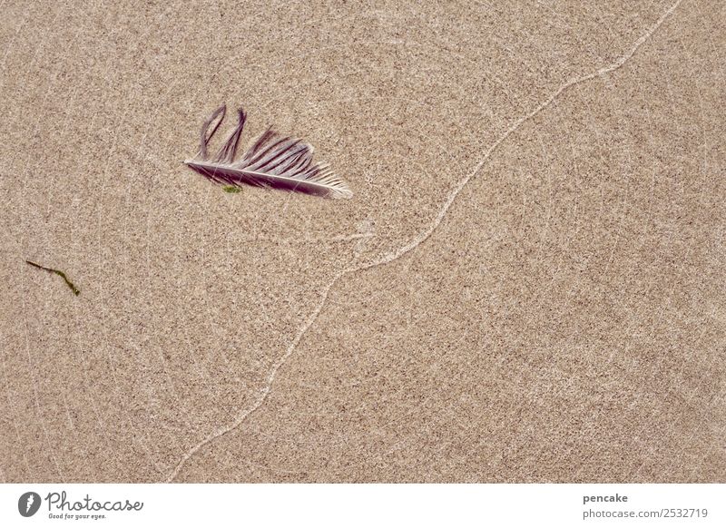 grenzüberschreitung | waterkant Natur Landschaft Urelemente Sand Wasser Sommer Küste Nordsee Design Genauigkeit Leichtigkeit Trennung Ferien & Urlaub & Reisen