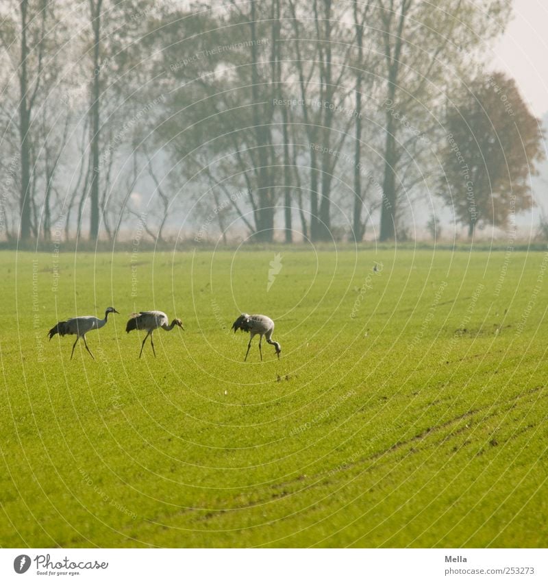 [Linum 1.0] Fressplatz Umwelt Natur Landschaft Tier Wiese Feld Vogel Kranich Zugvogel 3 Fressen gehen stehen frei Zusammensein natürlich grün Freiheit Farbfoto