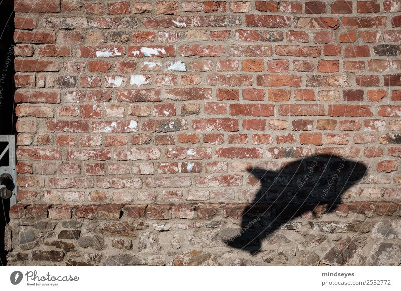 Defin Schatten auf Backsteinmauer Mauer Wand Tier Delphine Spielen historisch Schattenspiel fliegen Im Wasser treiben Luftballon Außenaufnahme Menschenleer Tag