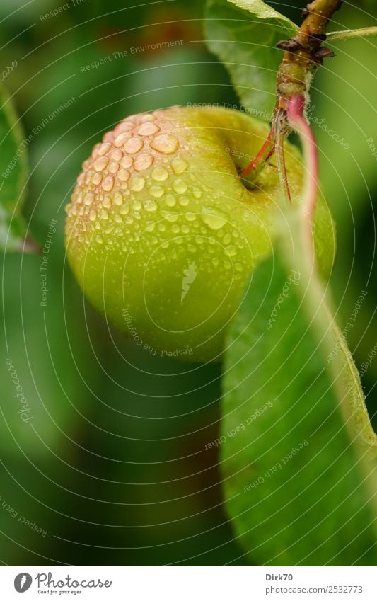 Taufrisch: Apfel am Baum mit Wassertropfen. Frucht Ernährung Diät Snack Vitamin Gesundheit Gesunde Ernährung Sommer Zweig Apfelbaum Apfelbaumblatt Obstbaum