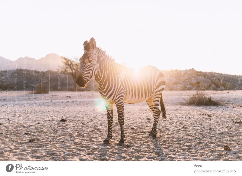 Zebra im Gegenlicht bei Sonnenuntergang Wildtier Afrika Tier großwild Wildnis Säugetier Kopf Natur Südafrika Safari Stimmung Savanne Silhouette Romantik Steppe